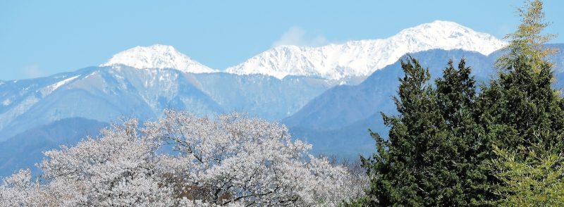 田中ファームからの南アルプスと桜